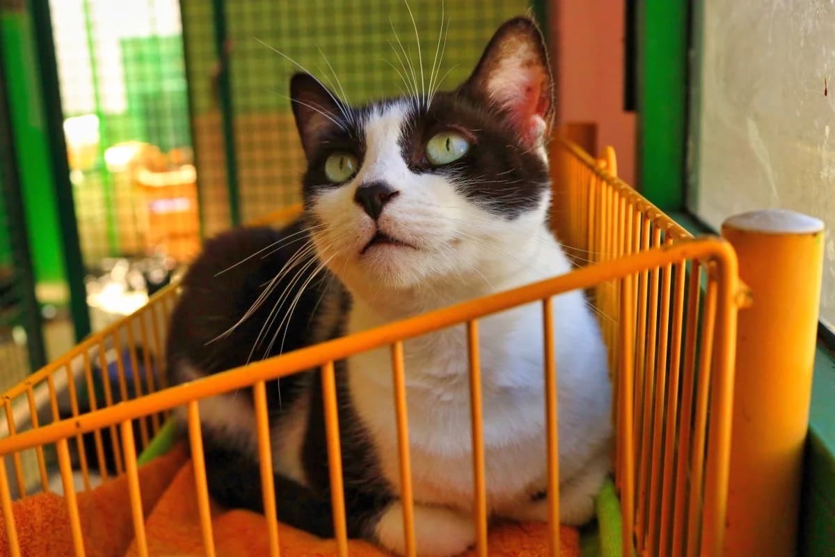 Amparo,  Mixed Breed for adoption at SARA Protectora Lanzarote, Lanzarote