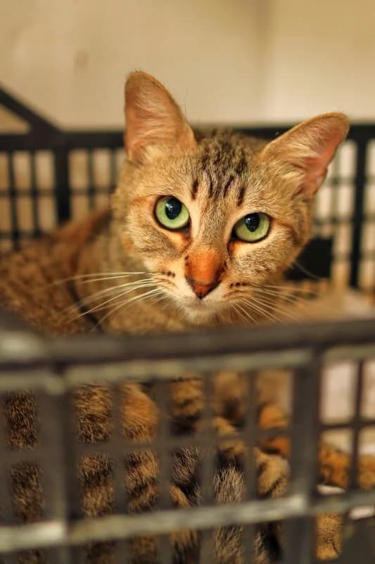 Carla,  Mixed Breed for adoption at SARA Protectora Lanzarote, Lanzarote