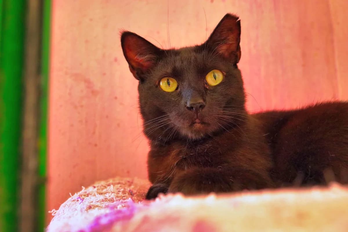Viernes,  Mixed Breed for adoption at SARA Protectora Lanzarote, Lanzarote