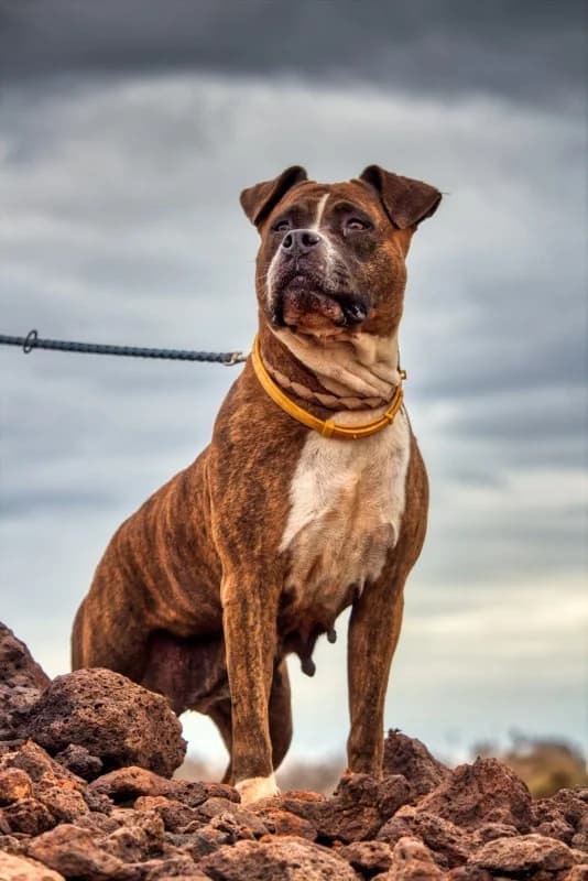 Nera (Sara Carbonero), female Mixed Breed for adoption at SARA Protectora Lanzarote, Lanzarote