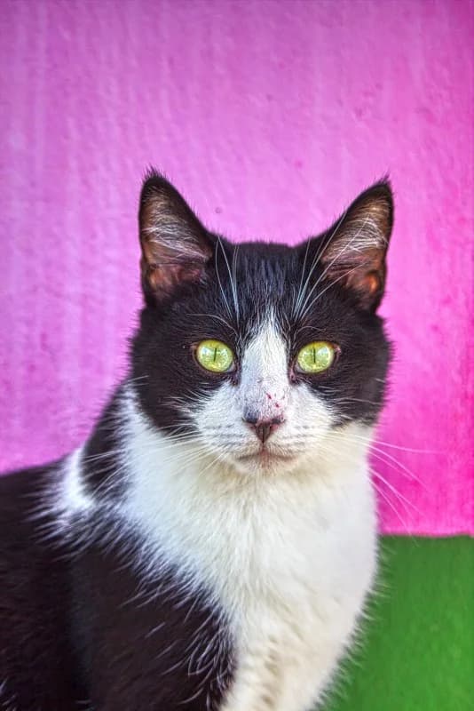 Ion,  Mixed Breed for adoption at SARA Protectora Lanzarote, Lanzarote