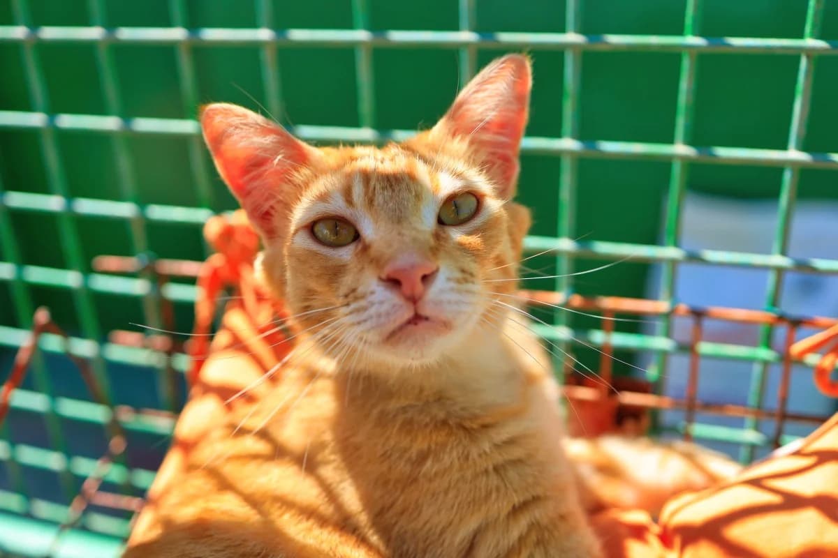 Gatitos Madam Curie 2,  Mixed Breed for adoption at SARA Protectora Lanzarote, Lanzarote