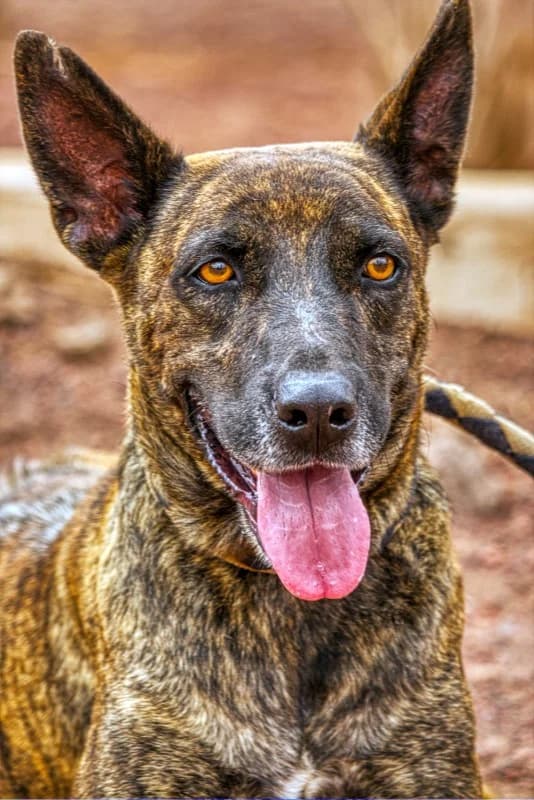 Mollito, male Mixed Breed for adoption at SARA Protectora Lanzarote, Lanzarote