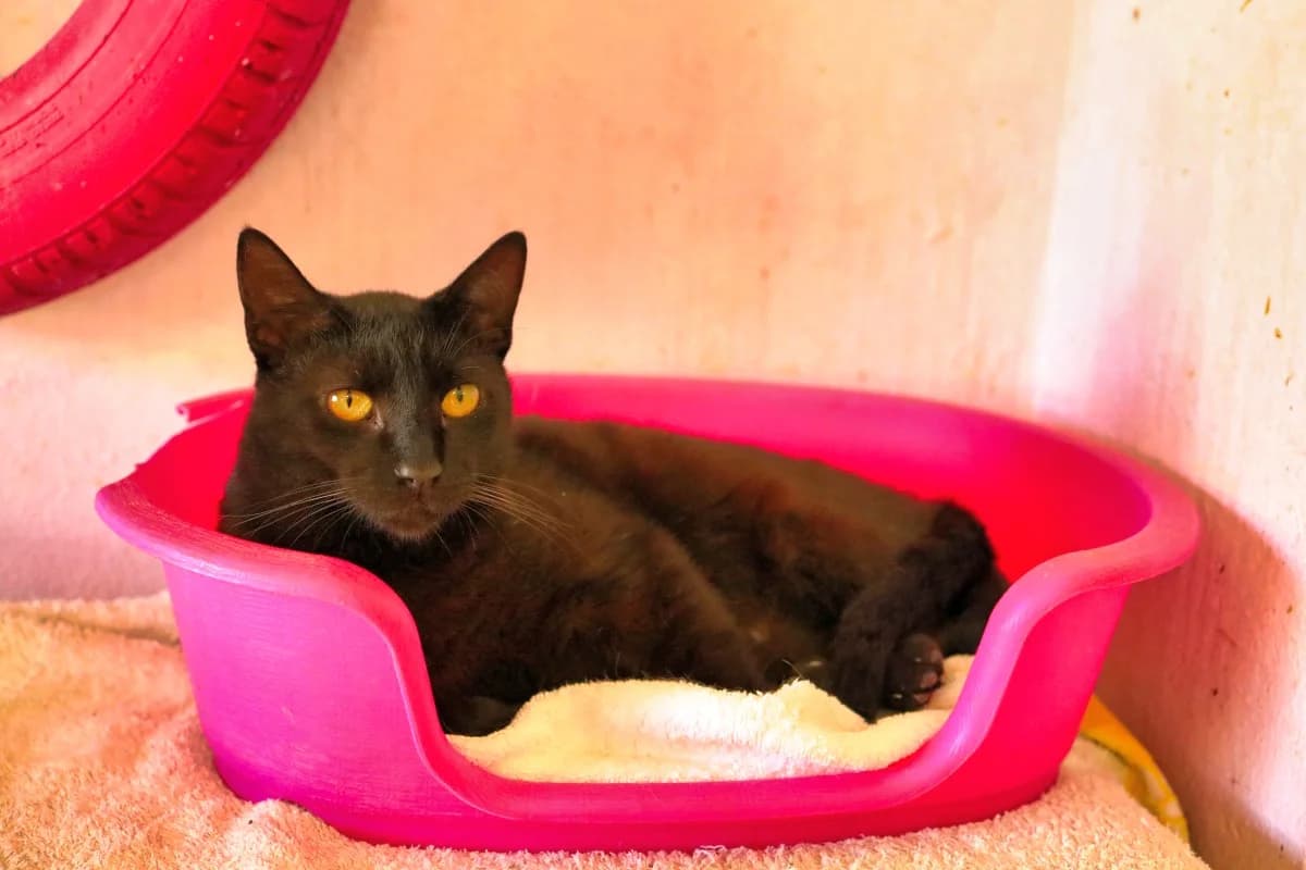 Bagheera, female Mixed Breed for adoption at SARA Protectora Lanzarote, Lanzarote
