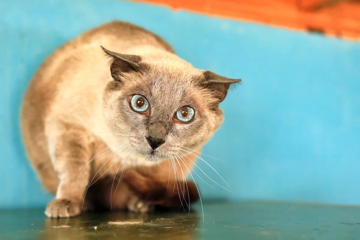 Forrest, male Mixed Breed for adoption at SARA Protectora Lanzarote, Lanzarote