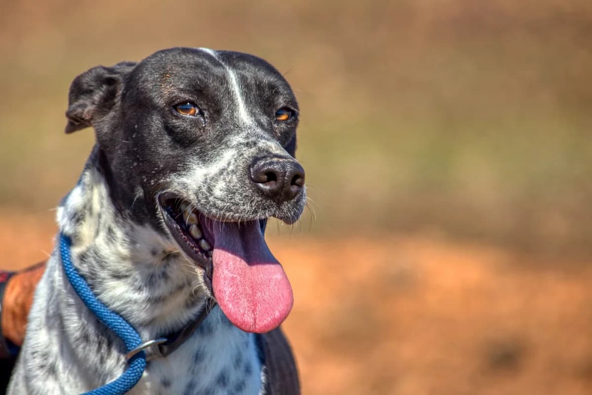 Rigoberta, female Mixed Breed for adoption at SARA Protectora Lanzarote, Lanzarote