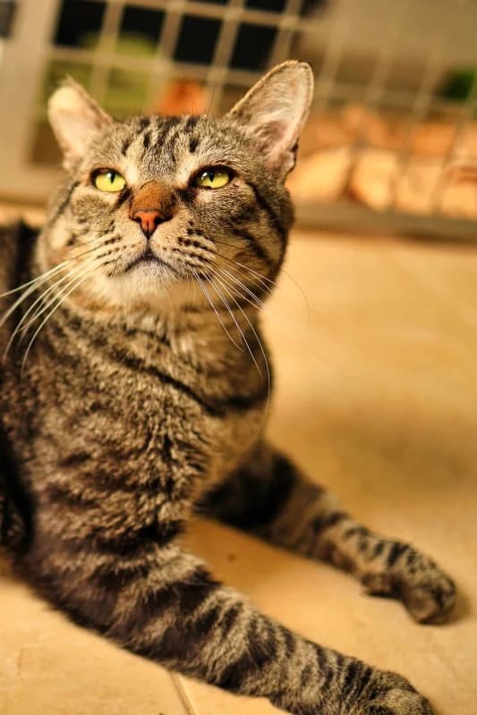 Pesto, male Mixed Breed for adoption at SARA Protectora Lanzarote, Lanzarote