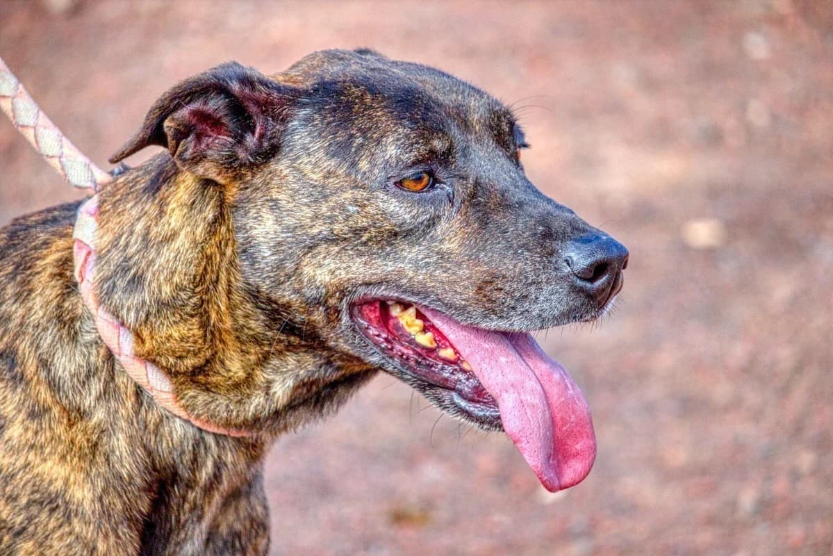 Patricio, male Mixed Breed for adoption at SARA Protectora Lanzarote, Lanzarote