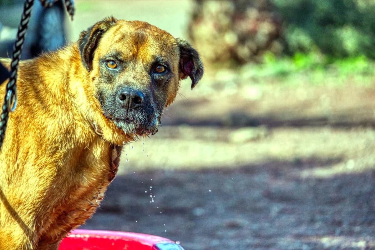 Cesar, male Mixed Breed for adoption at SARA Protectora Lanzarote, Lanzarote