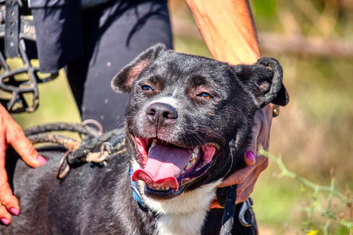 Curro, male Mixed Breed for adoption at SARA Protectora Lanzarote, Lanzarote