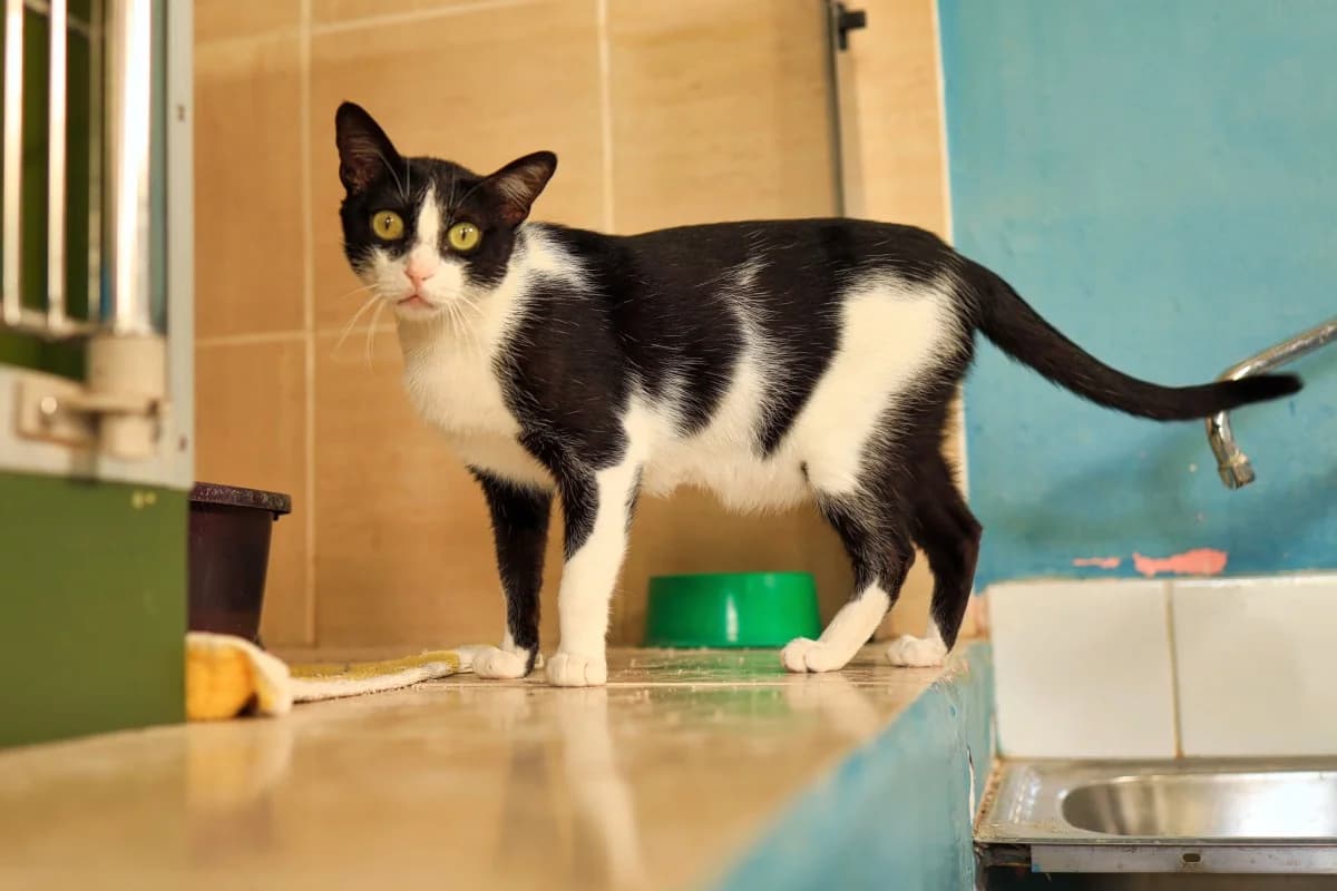 Freud, male Mixed Breed for adoption at SARA Protectora Lanzarote, Lanzarote