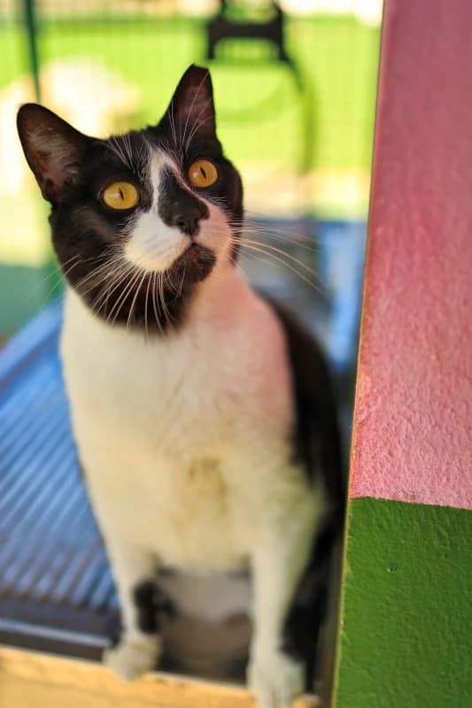 Tindaya, female Mixed Breed for adoption at SARA Protectora Lanzarote, Lanzarote