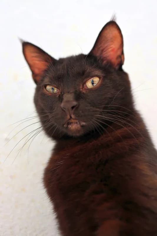 Mocca, female Mixed Breed for adoption at SARA Protectora Lanzarote, Lanzarote