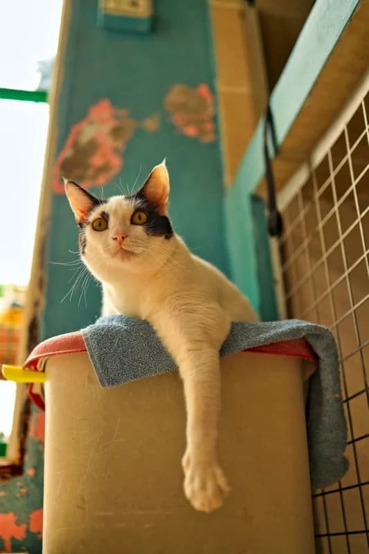 Mayonesa, female Mixed Breed for adoption at SARA Protectora Lanzarote, Lanzarote