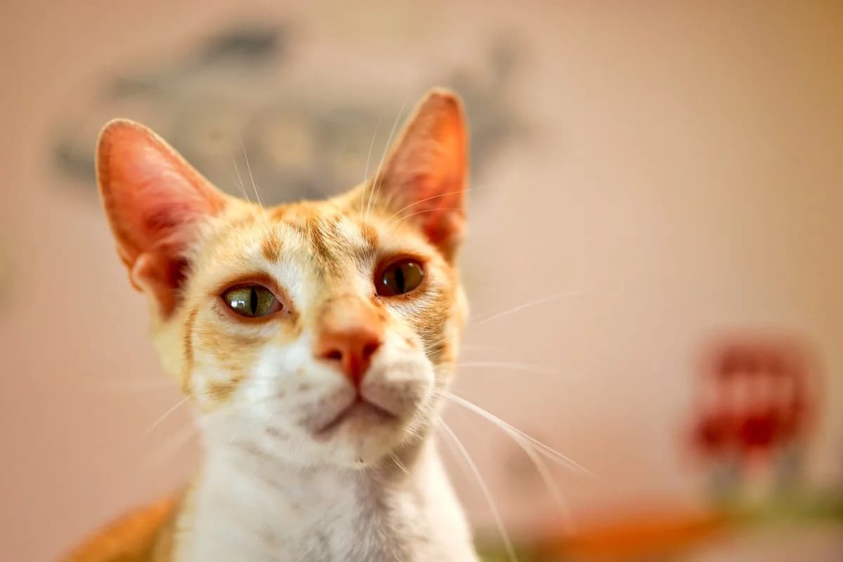 Piolin, male Mixed Breed for adoption at SARA Protectora Lanzarote, Lanzarote