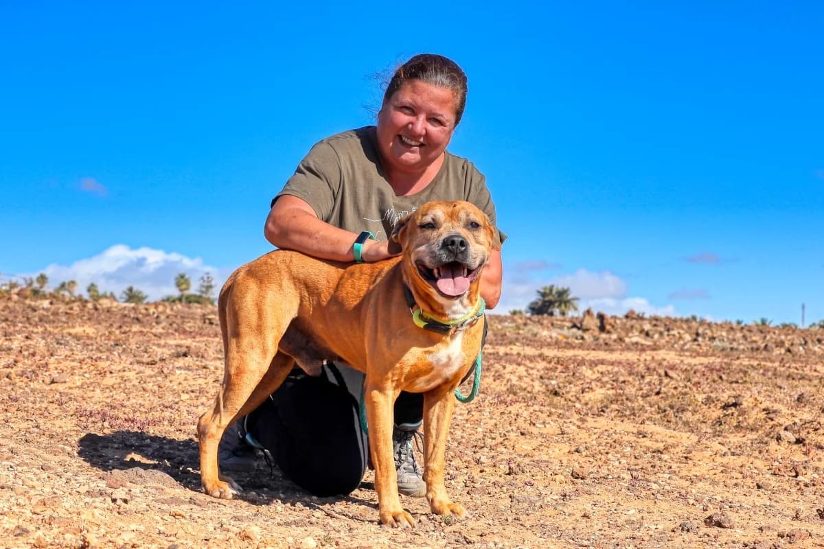 Wally, male Mixed Breed for adoption at SARA Protectora Lanzarote, Lanzarote