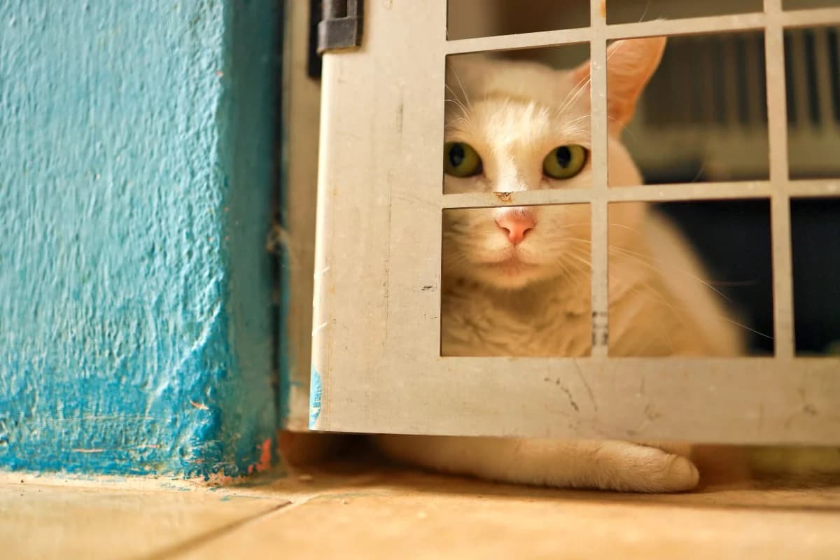 Sushi, female Mixed Breed for adoption at SARA Protectora Lanzarote, Lanzarote