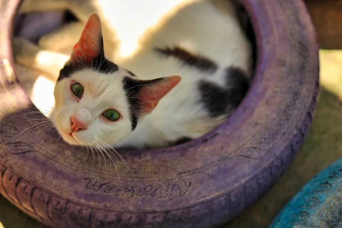 Bon Jovi, male Mixed Breed for adoption at SARA Protectora Lanzarote, Lanzarote