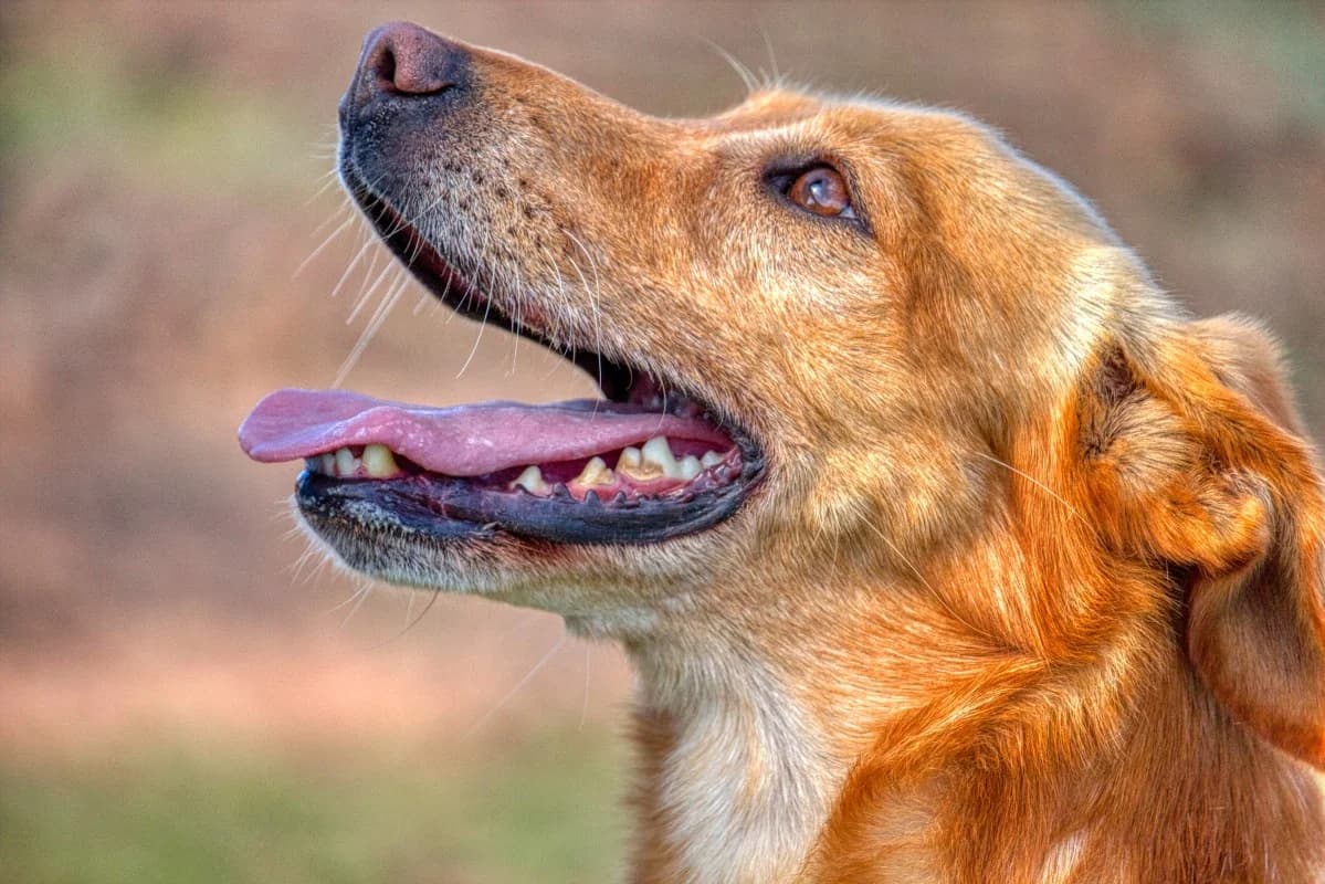 Yaico, male Mixed Breed for adoption at SARA Protectora Lanzarote, Lanzarote