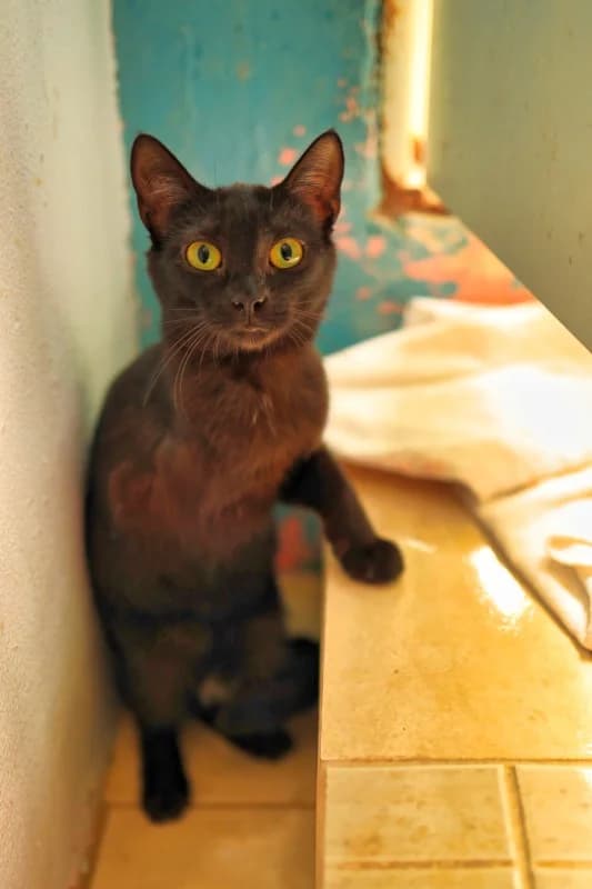 Vilma, female Mixed Breed for adoption at SARA Protectora Lanzarote, Lanzarote
