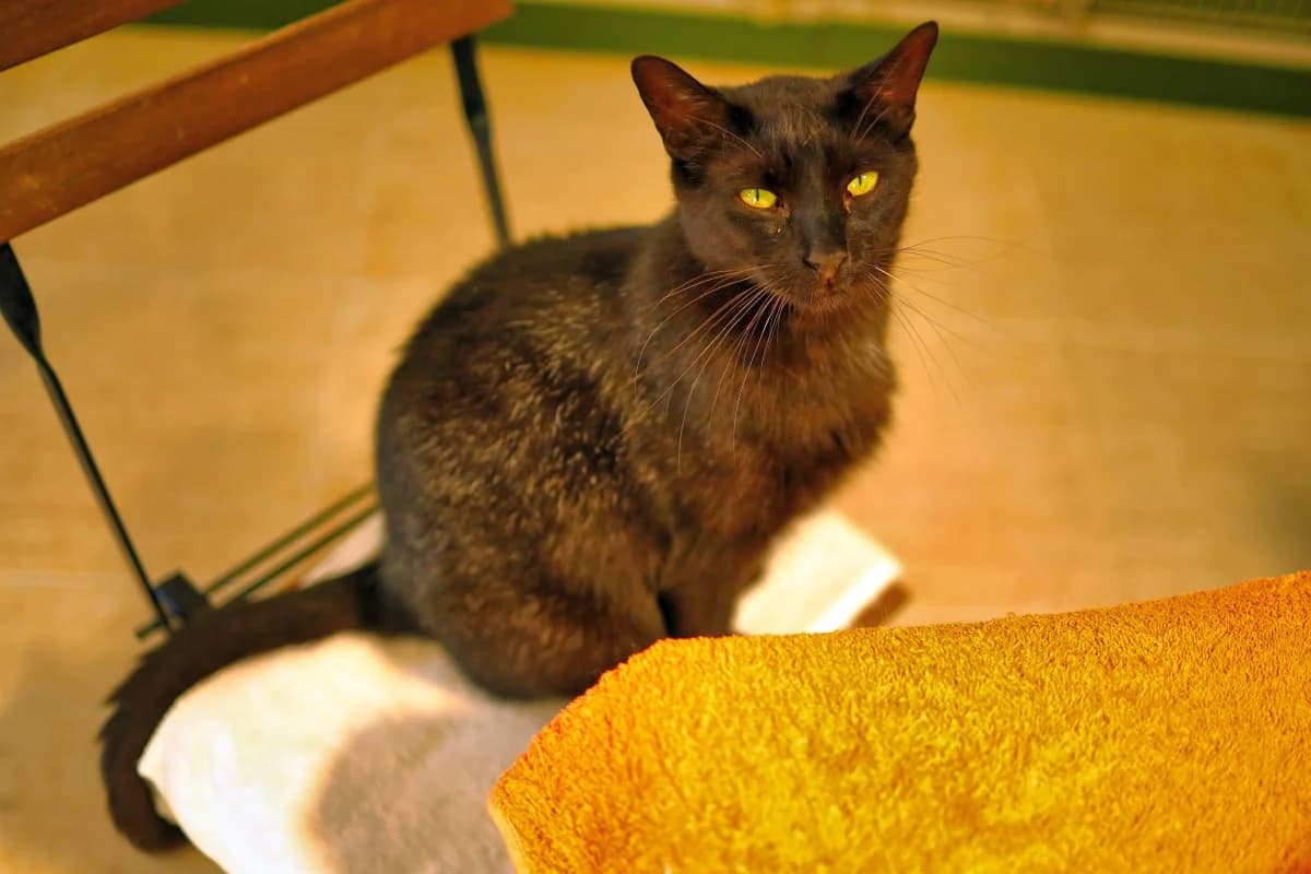 Yumbo, male Mixed Breed for adoption at SARA Protectora Lanzarote, Lanzarote