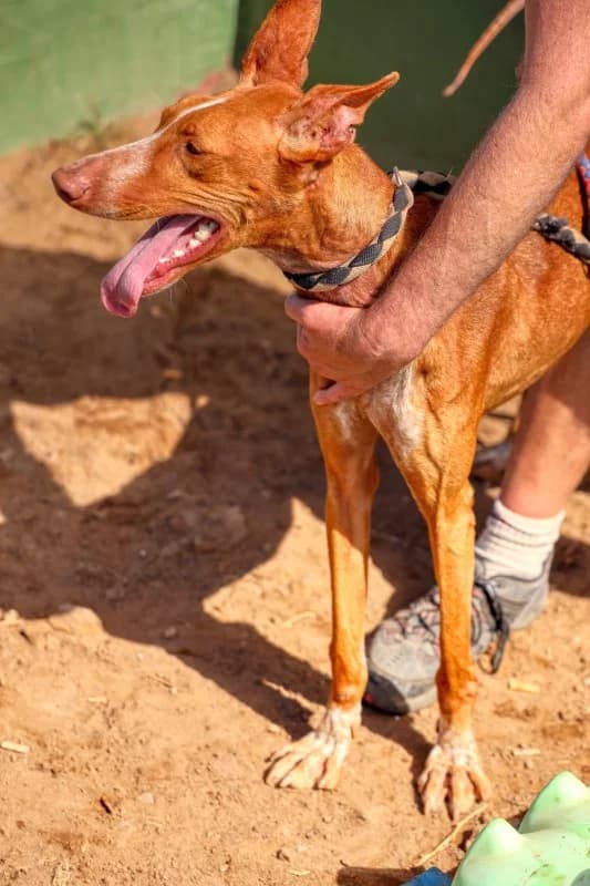 Geria, female Mixed Breed for adoption at SARA Protectora Lanzarote, Lanzarote