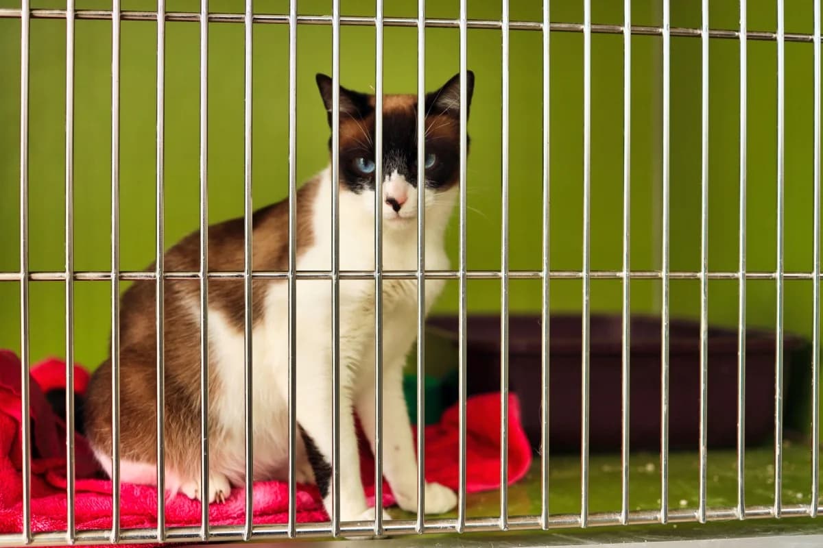 Lai, female Mixed Breed for adoption at SARA Protectora Lanzarote, Lanzarote
