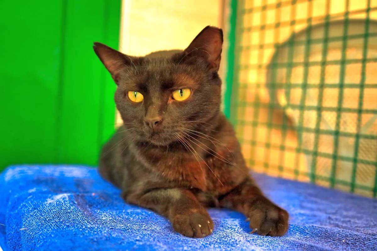 Borja, male Mixed Breed for adoption at SARA Protectora Lanzarote, Lanzarote