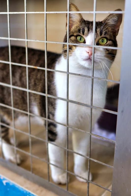 Velvet, male Mixed Breed for adoption at SARA Protectora Lanzarote, Lanzarote
