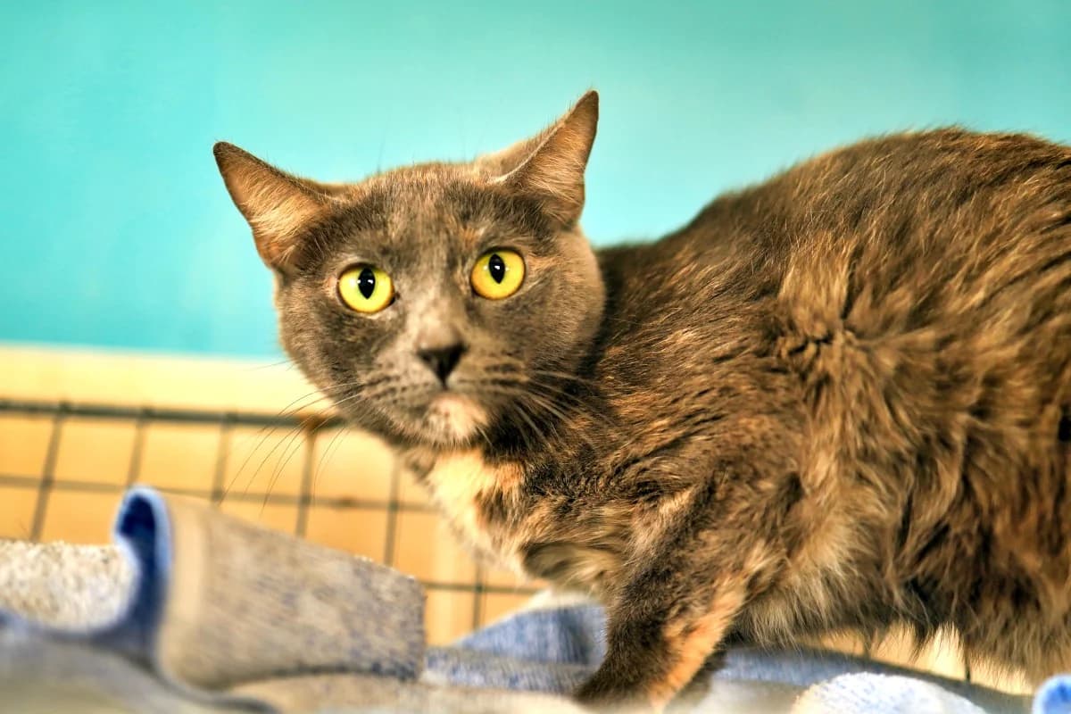 Igua, female Mixed Breed for adoption at SARA Protectora Lanzarote, Lanzarote