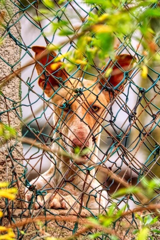 Wila, female Mixed Breed for adoption at SARA Protectora Lanzarote, Lanzarote