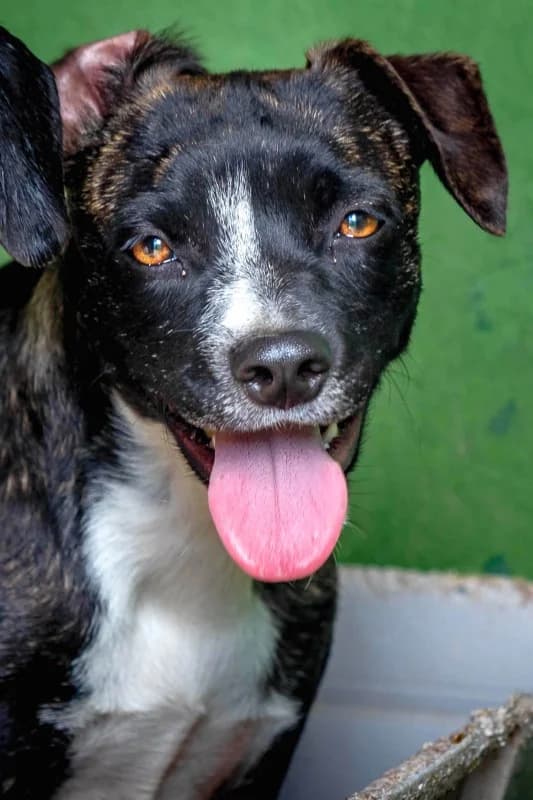Chalana, female Mixed Breed for adoption at SARA Protectora Lanzarote, Lanzarote