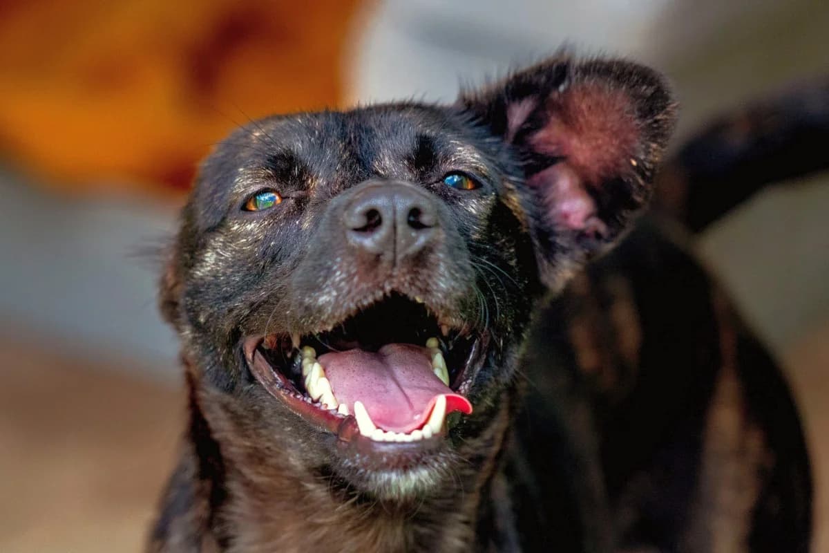 Bocaina, female Mixed Breed for adoption at SARA Protectora Lanzarote, Lanzarote