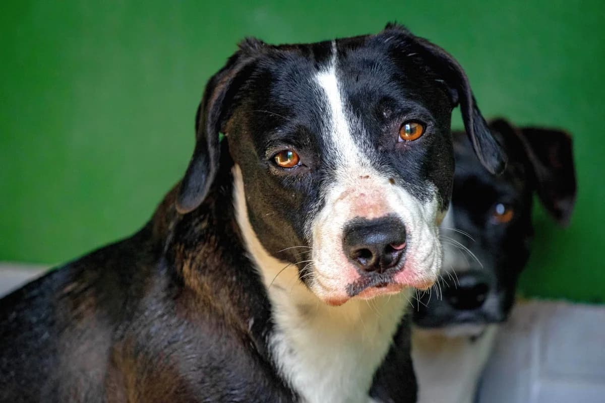Remo, male Mixed Breed for adoption at SARA Protectora Lanzarote, Lanzarote