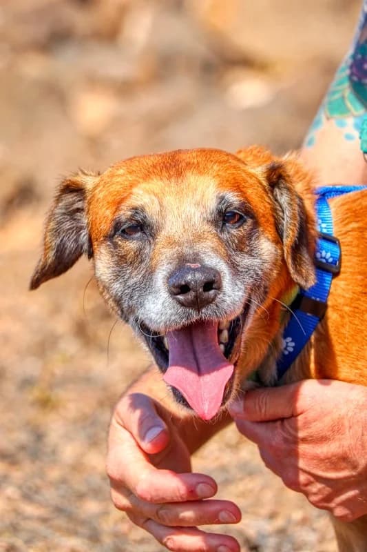 Merlin, male Mixed Breed for adoption at SARA Protectora Lanzarote, Lanzarote
