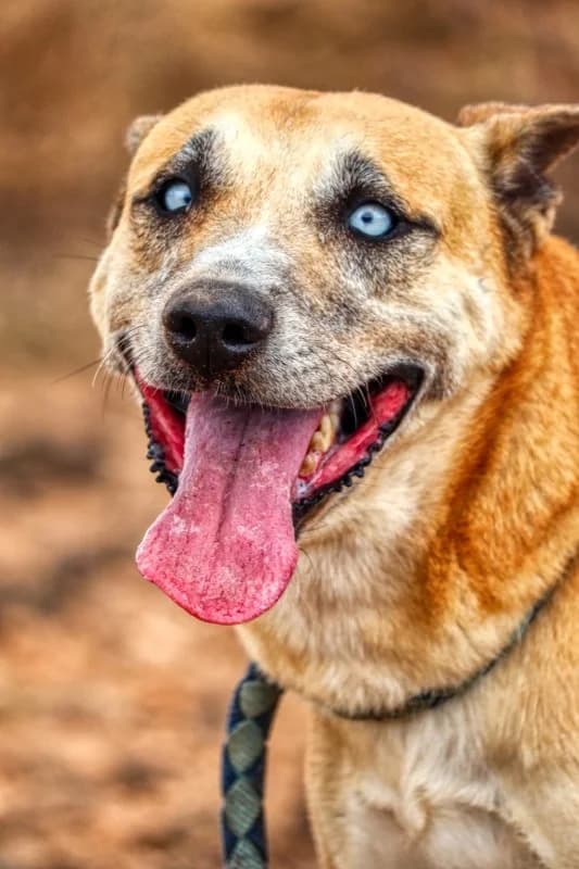 Mel, male Mixed Breed for adoption at SARA Protectora Lanzarote, Lanzarote