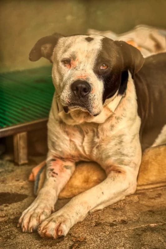 Raul, male Mixed Breed for adoption at SARA Protectora Lanzarote, Lanzarote