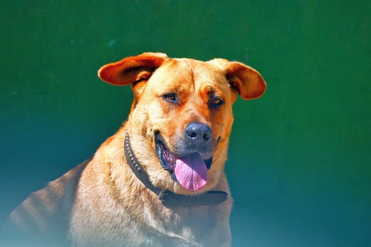 Lucy, female Mixed Breed for adoption at SARA Protectora Lanzarote, Lanzarote