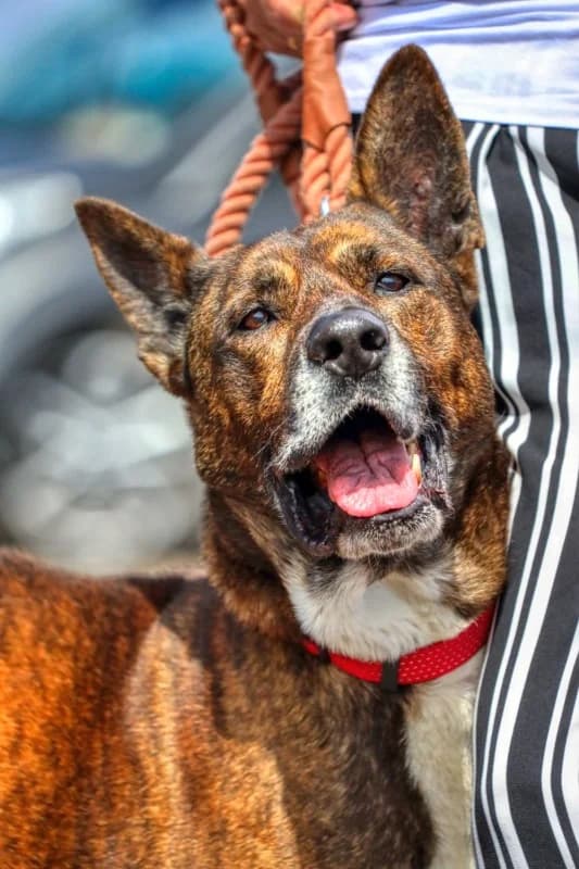 Tonin (Kratos), male Mixed Breed for adoption at SARA Protectora Lanzarote, Lanzarote