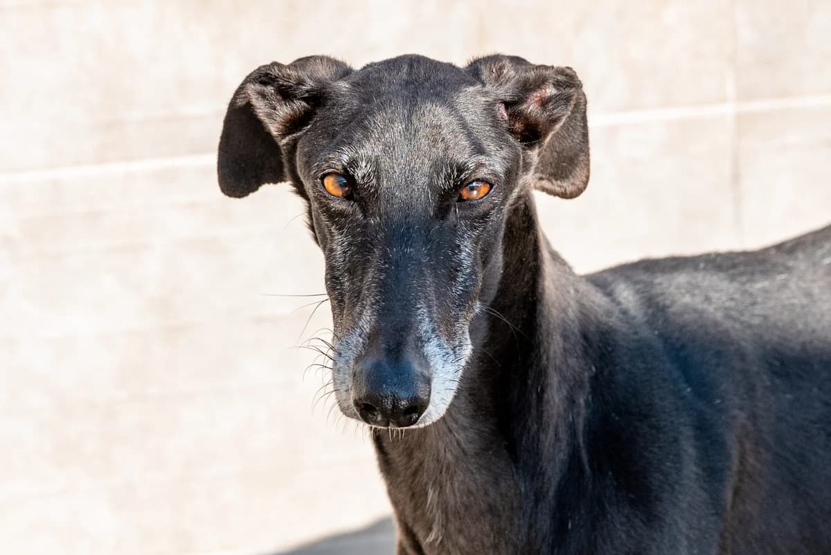 RUDOLF, male puppy Mixed Breed for adoption at SAT Animal Rescue Torrevieja