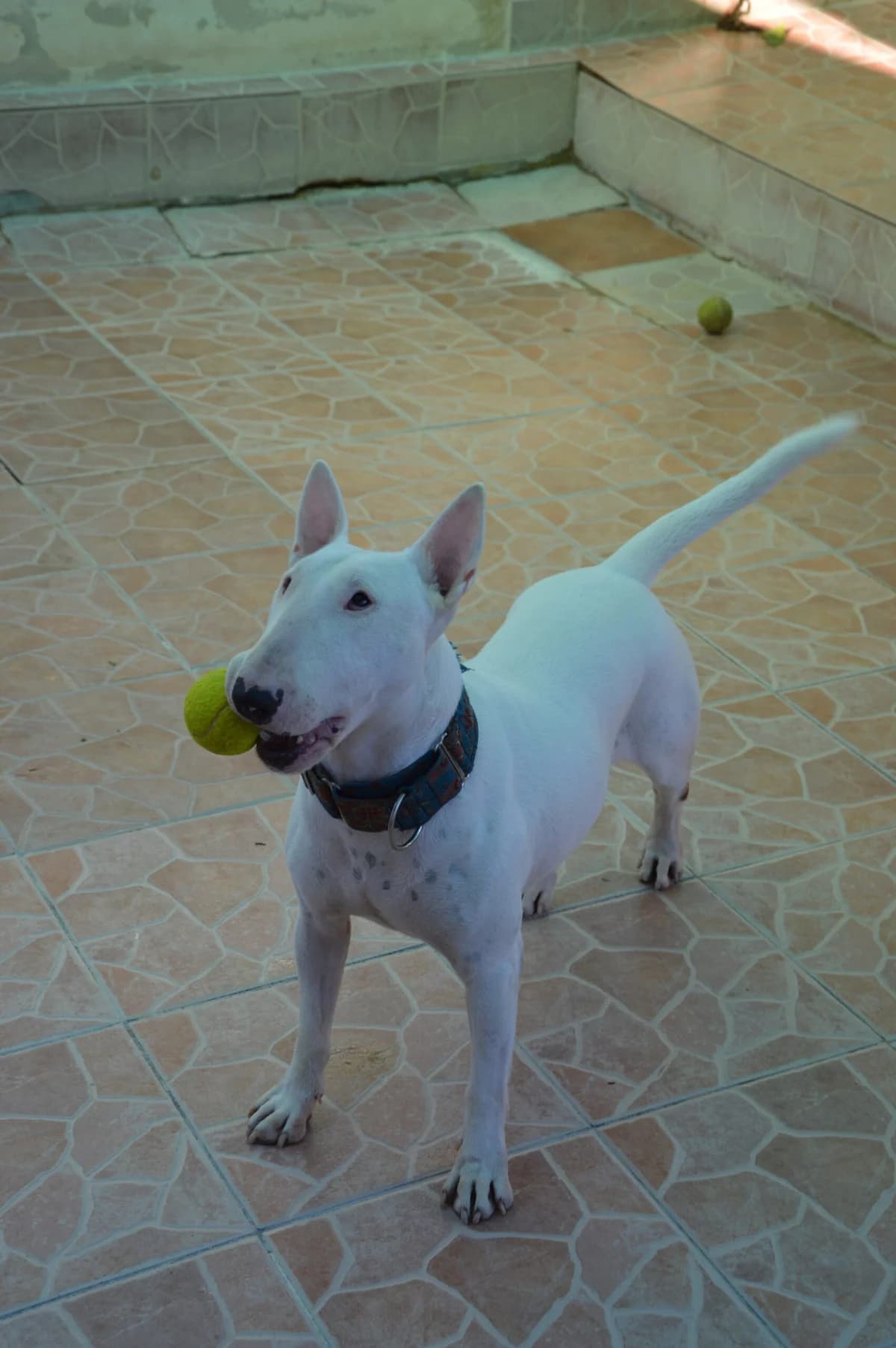 PEPA, female Mixed Breed for adoption at SAT Animal Rescue Torrevieja