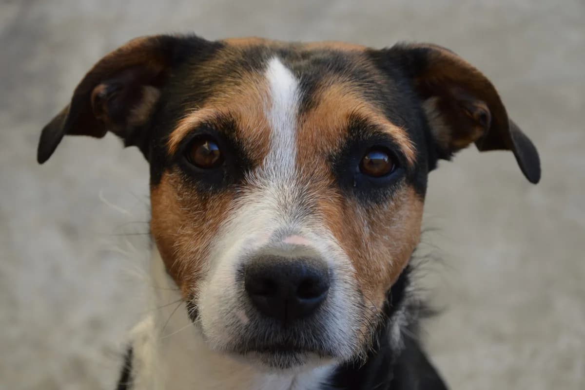 RONA, female Mixed Breed for adoption at SAT Animal Rescue Torrevieja