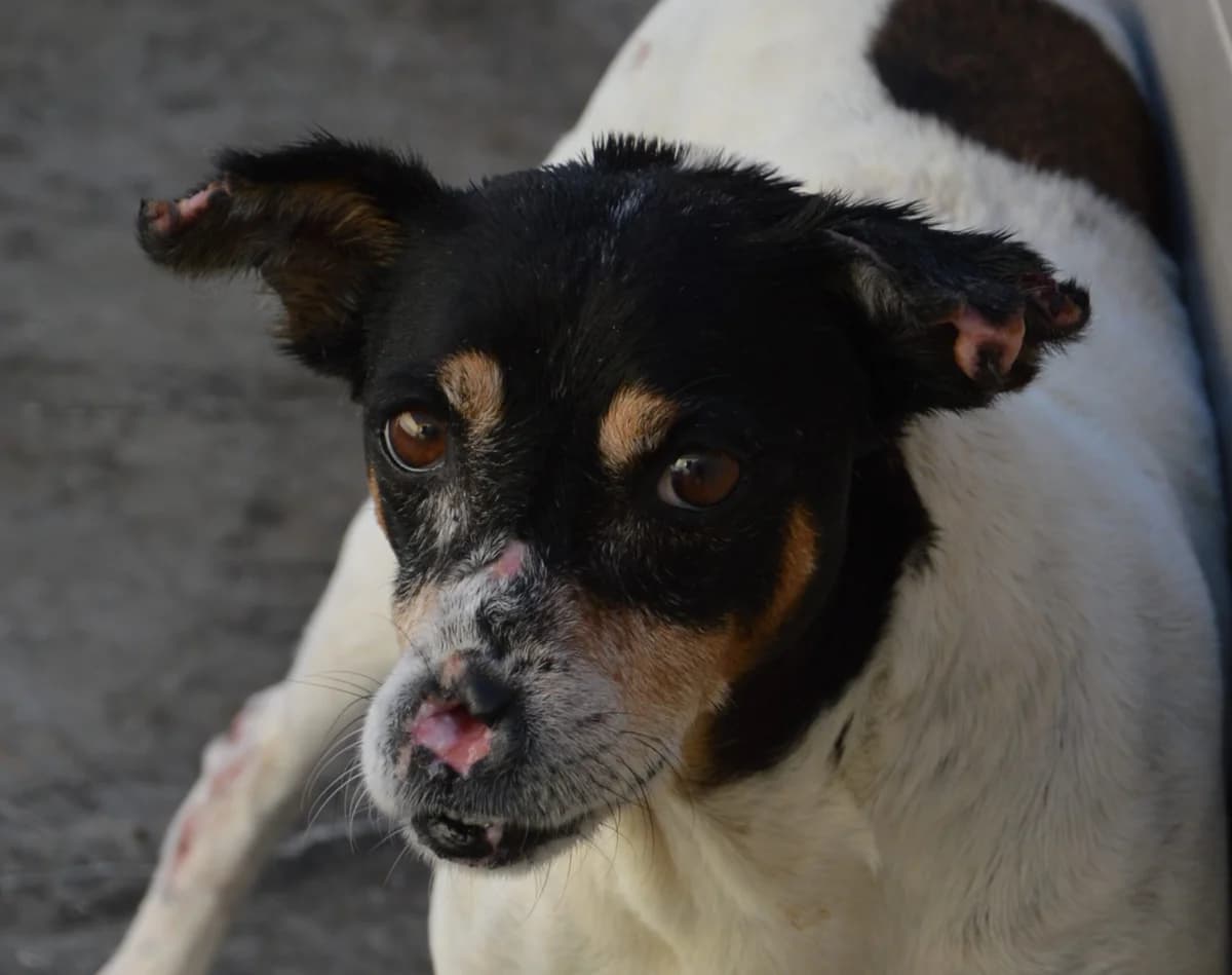 MIKEY, male 7yo Mixed Breed for adoption at SAT Animal Rescue Torrevieja