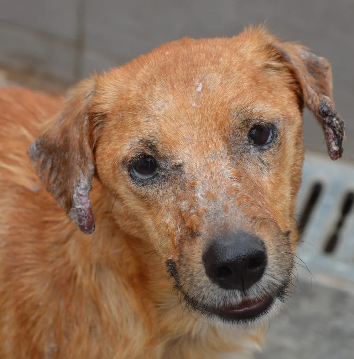 ODI, male Mixed Breed for adoption at SAT Animal Rescue Torrevieja