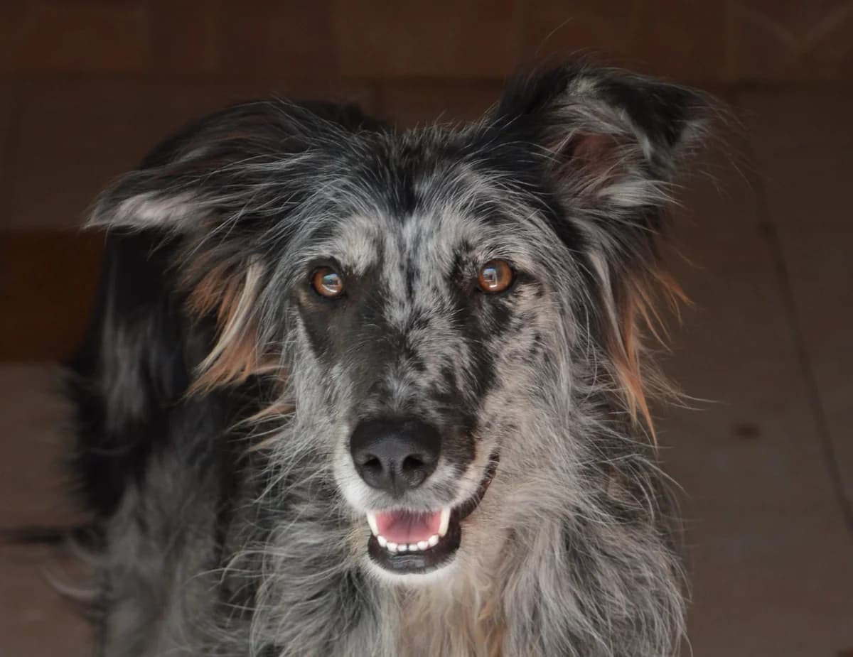 RAVEN, female Mixed Breed for adoption at SAT Animal Rescue Torrevieja