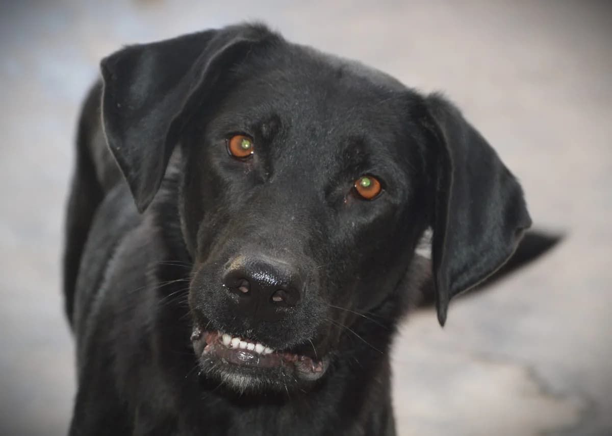 BLUEBELL, female Mixed Breed for adoption at SAT Animal Rescue Torrevieja