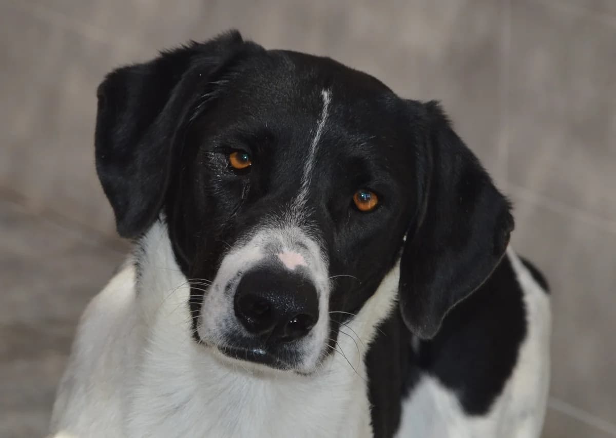 FOXGLOVE, female Mixed Breed for adoption at SAT Animal Rescue Torrevieja