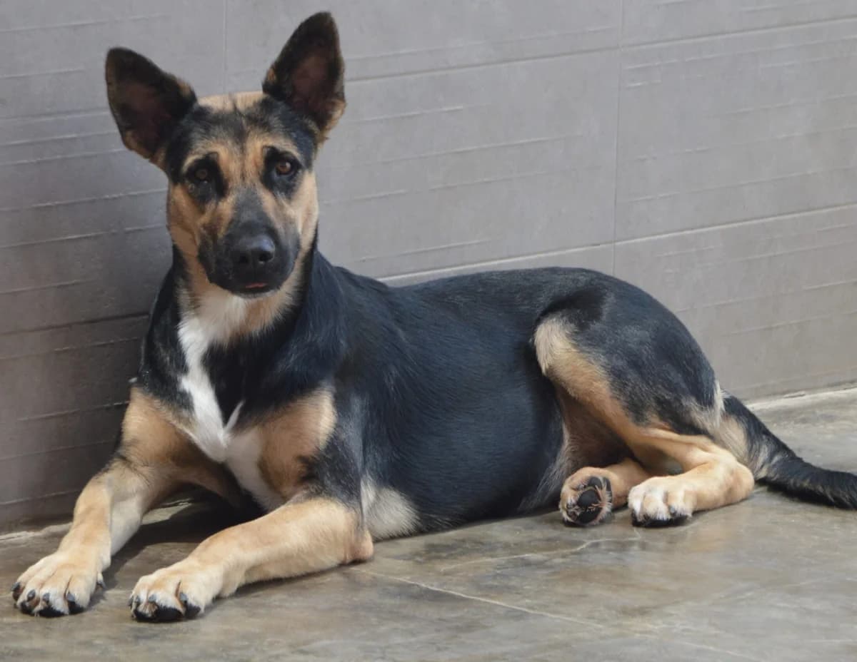 CALIMA, female puppy Mixed Breed for adoption at SAT Animal Rescue Torrevieja