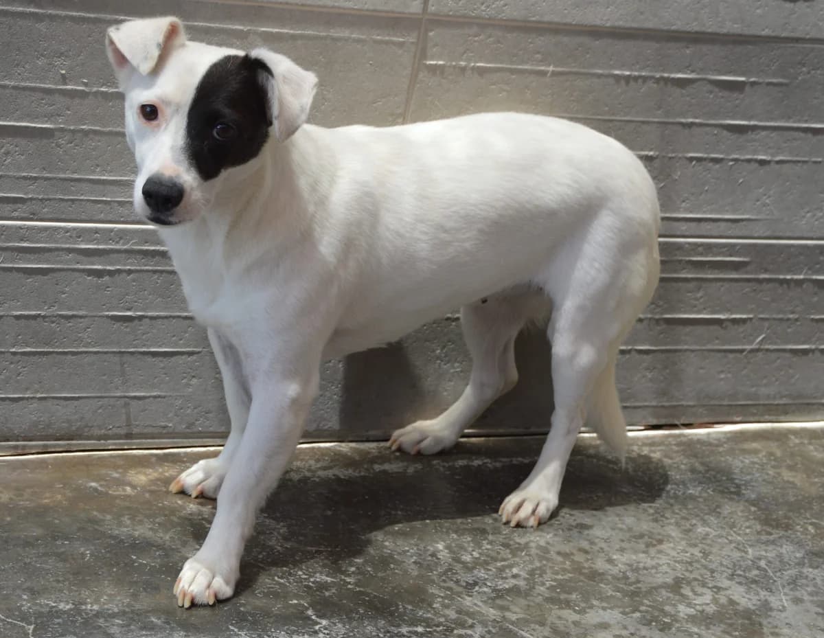NATI, female puppy Mixed Breed for adoption at SAT Animal Rescue Torrevieja