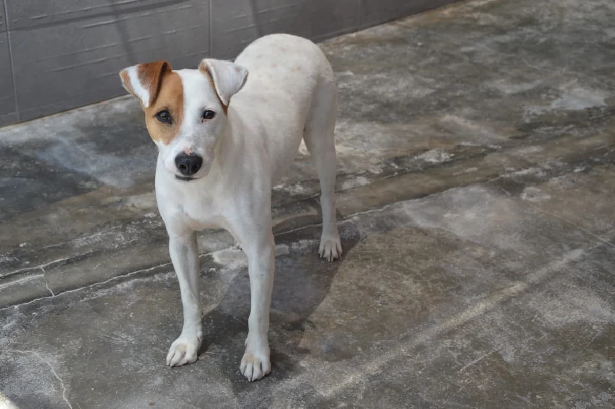 NICO, male puppy Mixed Breed for adoption at SAT Animal Rescue Torrevieja
